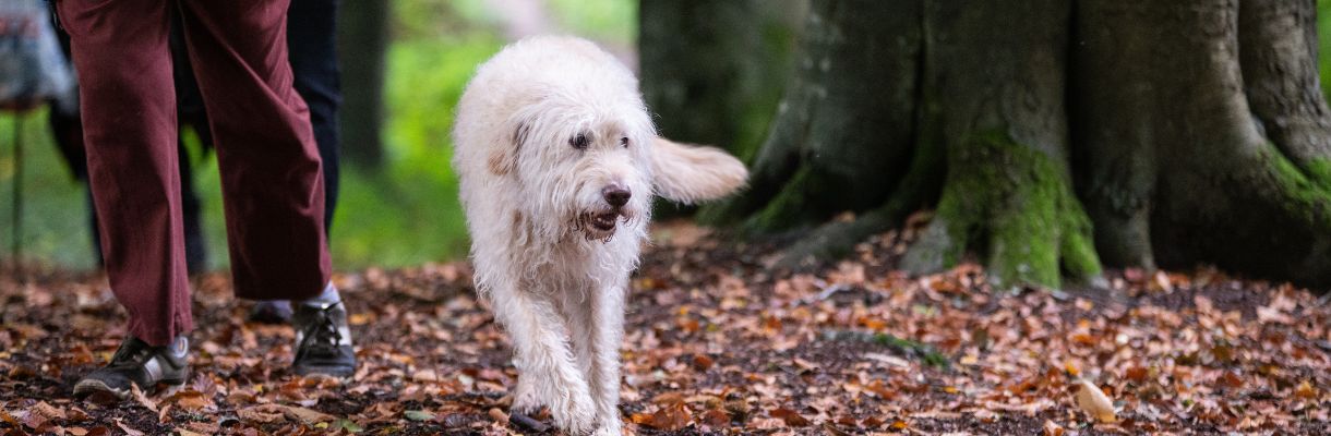 do dogs need passports for the isle of wight