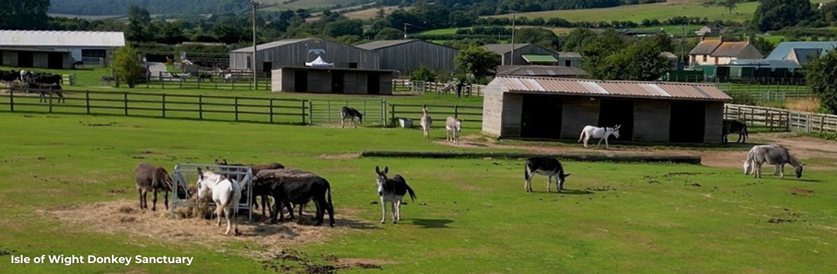 Donkeys in a field at the Isle of Wight Donkey Sanctuary