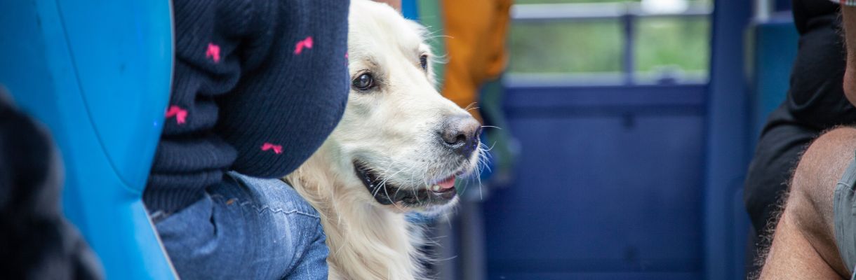 Inside view of a Southern Vectis bus with a dog sitting, Isle of Wight