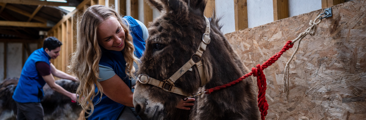 Lady caring for a donkey at Isle of Wight Donkey Sanctuary