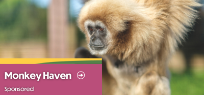 Lar Gibbons monkey at Monkey Haven