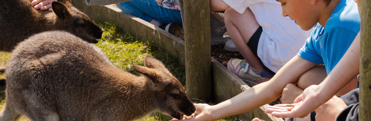 Child feeding at wallaby at Tapnell Farm Park on the Isle of Wight