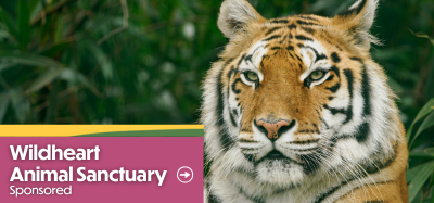 Tiger at Wildheart Animal Sanctuary on the Isle of Wight