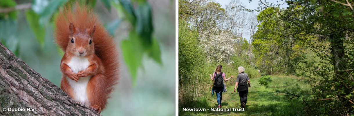 Red squirrel & two woman walking in Newtown on the Isle of Wight