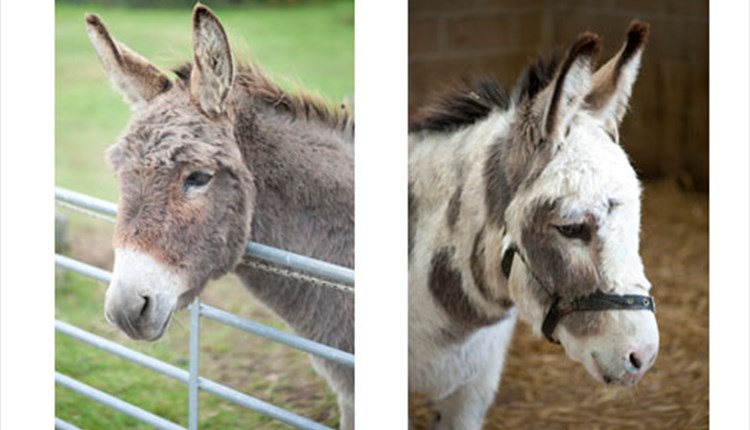 Isle of Wight Donkey Sanctuary - WROXALL - Visit Isle Of Wight